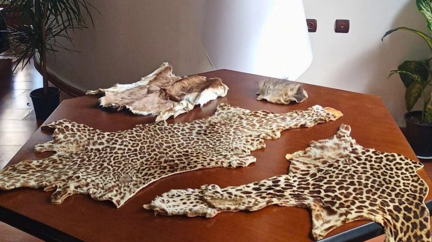 Çukurova Havalimanı’nda yaban hayvanı ürünleri ele geçirildi